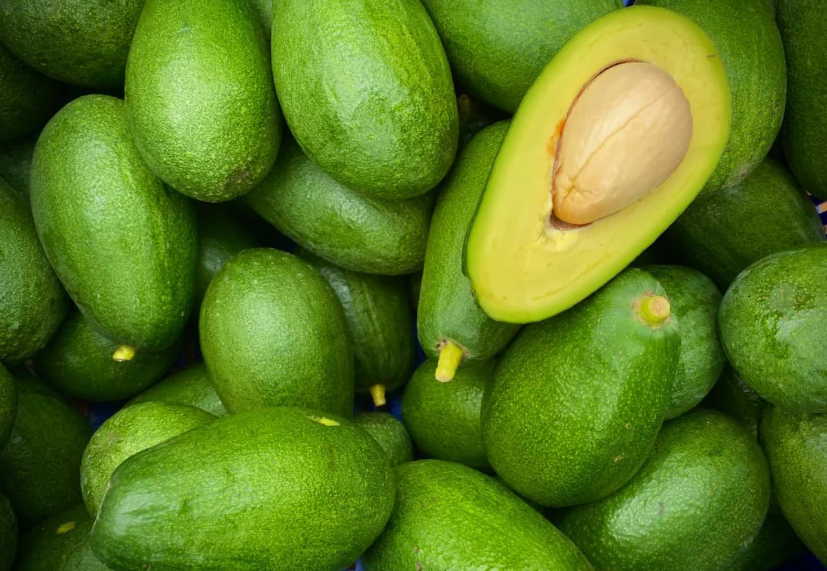 AVOCADO X 60 VERDE